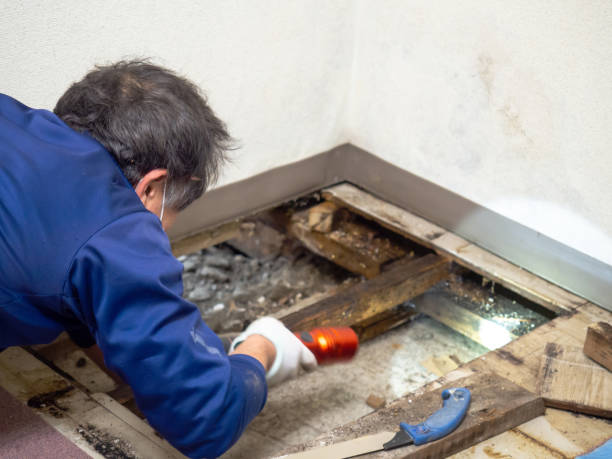 Best Basement Mold Remediation in Princeton, WV