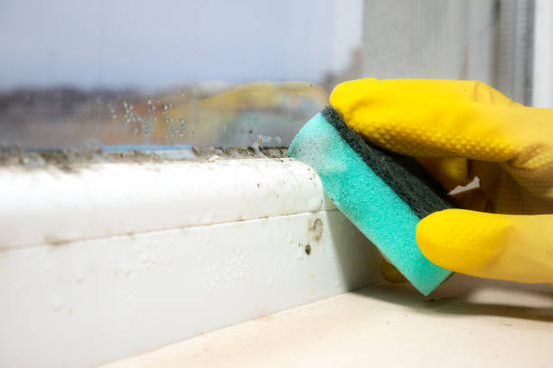Best Mold Testing and Inspection Services in Princeton, WV