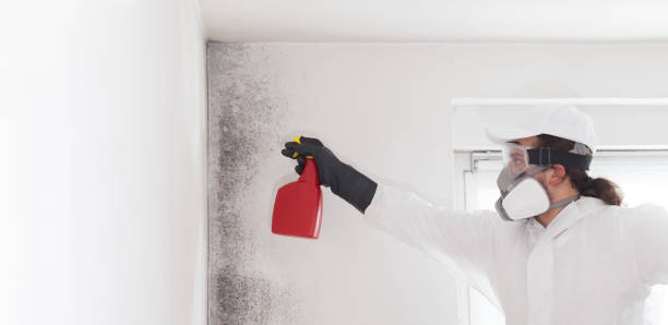 Best Industrial Mold Remediation in Princeton, WV