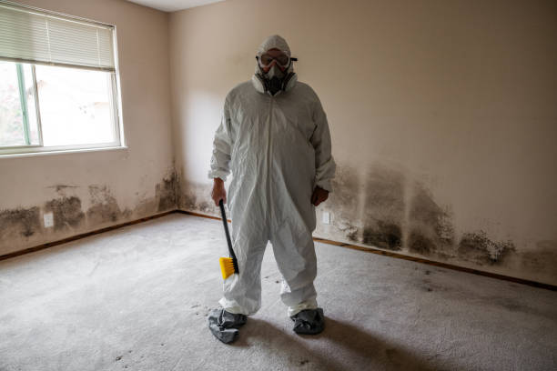 Best Residential Mold Remediation in Princeton, WV