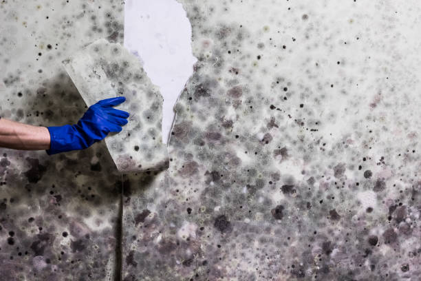 Best Industrial Mold Remediation in Princeton, WV